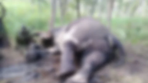 யானை