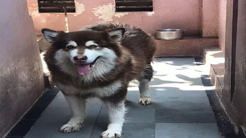 Alaskan Malamute