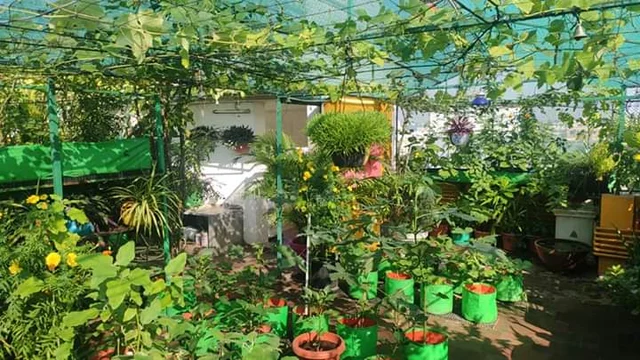 terrace garden