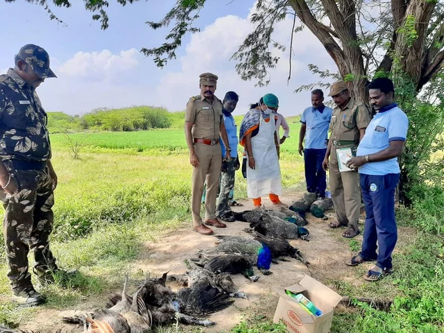 பலியாகிக் கிடக்கும் தேசியப் பறவைகள்