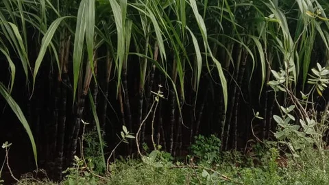 கரும்பு விவசாயம்