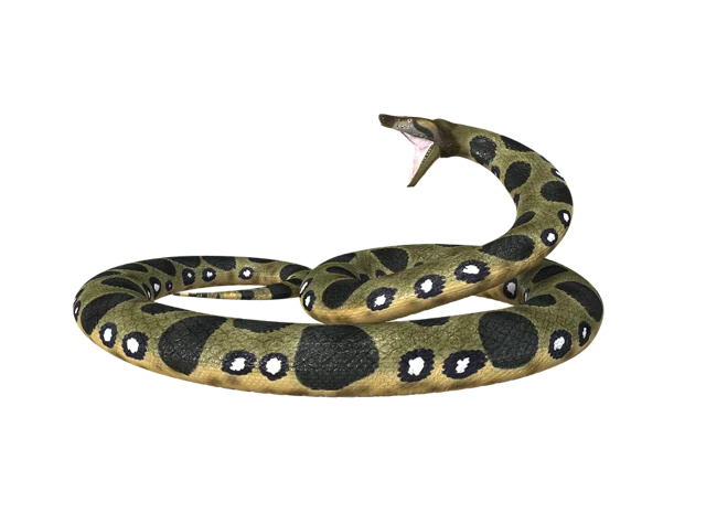 anaconda