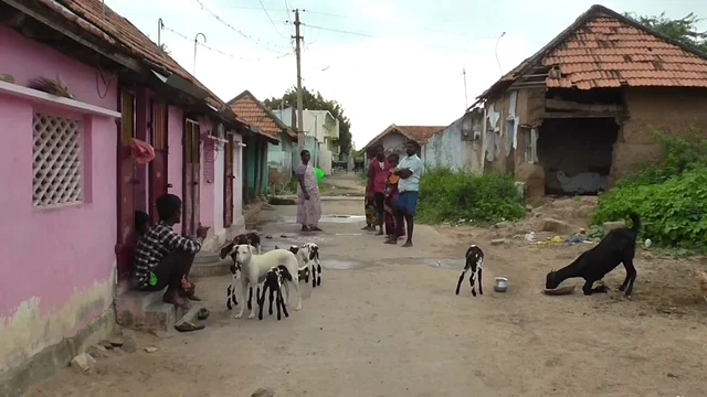 ஆட்டுக்குட்டிகள் பால் குடிப்பதைப் பார்க்கும் கிராமத்தினர்