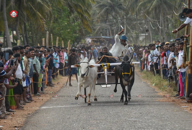 ரேக்ளா பந்தயம்