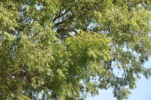 வேம்பு