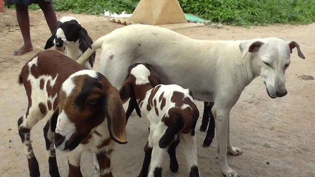ஜிம்மியிடம் பால் குடிக்கும் ஆட்டுக் குட்டிகள்