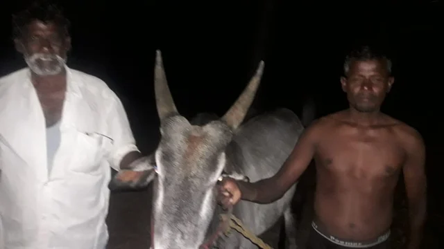 மீட்கப்பட்ட காளை