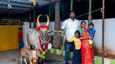 பரிசு வழங்கப்பட உள்ள நாட்டு மாடு, பசு