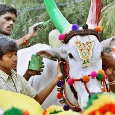 மாட்டுப்பொங்கல்