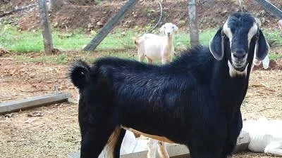ஆடு