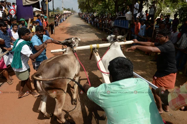 ரேக்ளா பந்தயம்