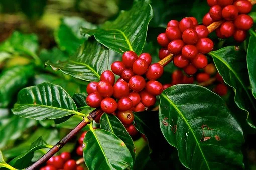Health benefits of coffee