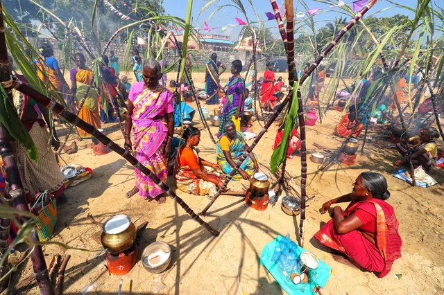செங்கரும்பு சூழ்ந்திருக்க பொங்கலிடும் பெண்கள்
