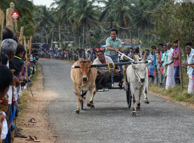 ரேக்ளா பந்தயம்