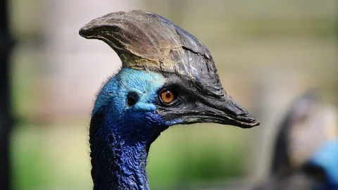 கெசோவாரி பறவை
