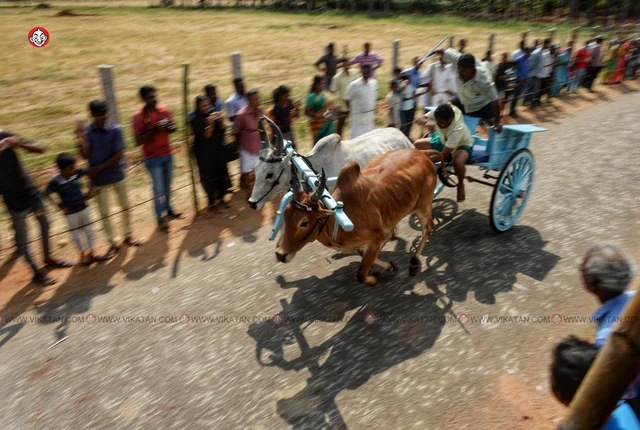 ரேக்ளா பந்தயம்