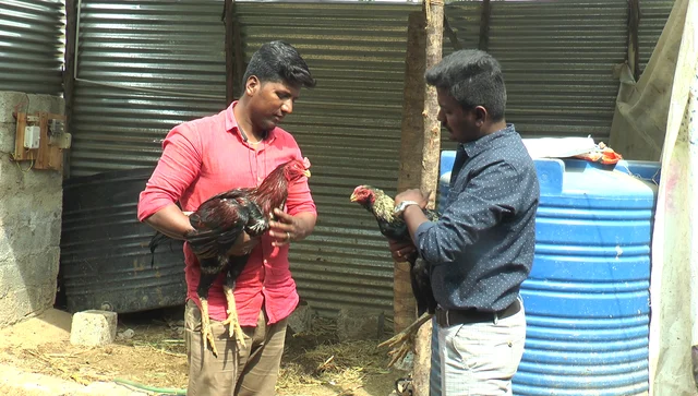 சேவல்
