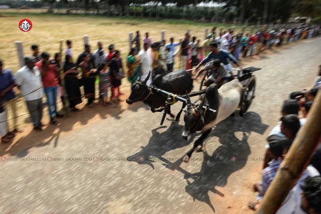 ரேக்ளா பந்தயம்