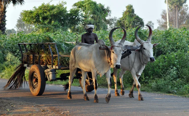 Representational Image