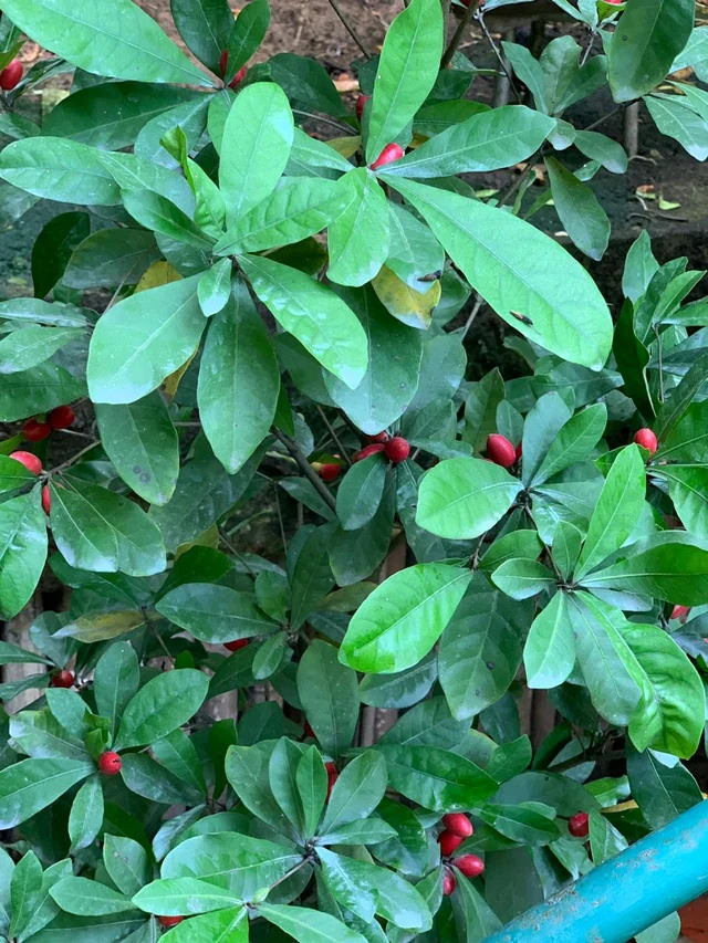 Miracle Fruit Plant
