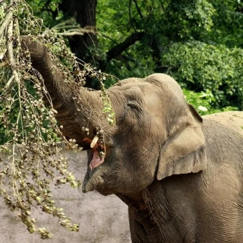 யானை
