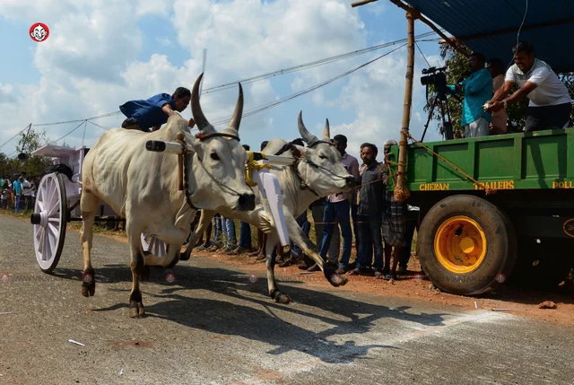 ரேக்ளா பந்தயம்