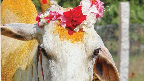 மாட்டுப் பொங்கல்