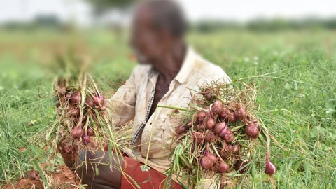 இயற்கை முறையில் சின்ன வெங்காயச் சாகுபடி