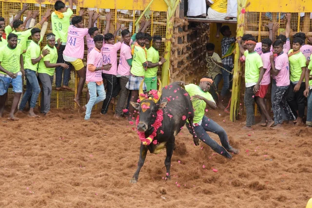 புதுக்கோட்டை வடமலாப்பூர் ஜல்லிக்கட்டு