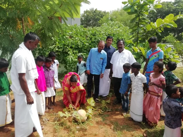 காய்கறி அறுவடை