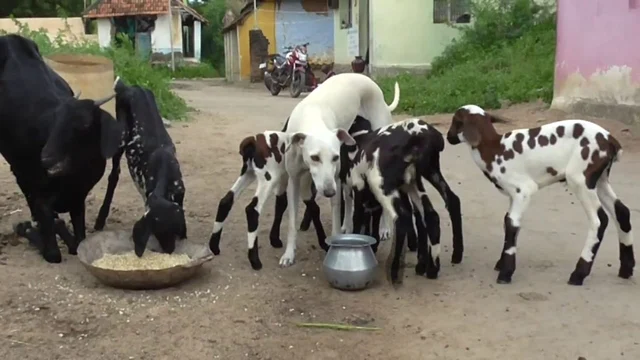 ஜிம்மியிடம் பால் குடிக்கும் ஆட்டுக் குட்டிகள்
