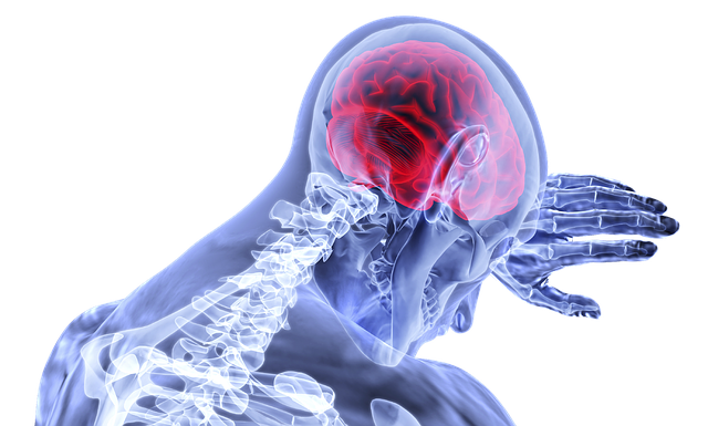 brain