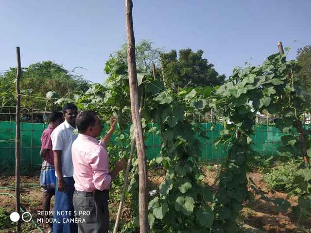சமுதாயக் காய்கறித் தோட்டம்