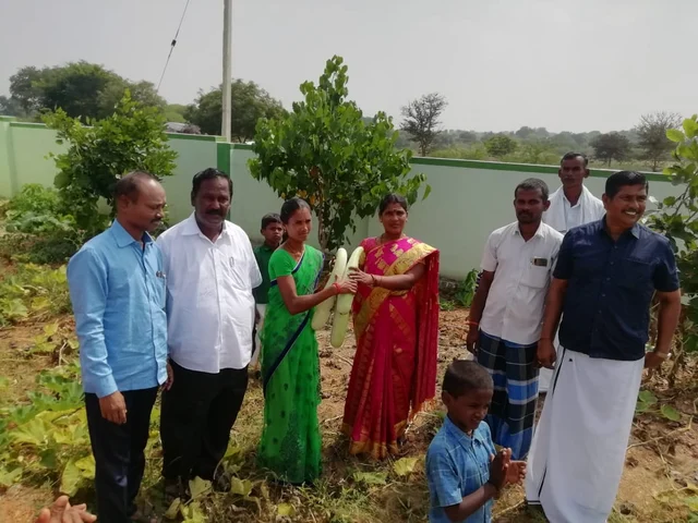 காய்கறி அறுவடை