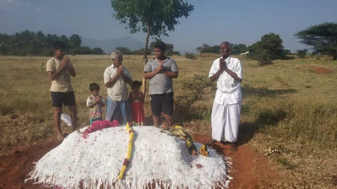 மாயாவு காளை