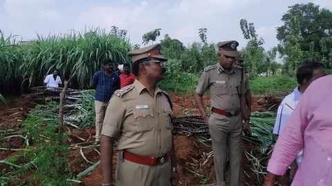 கரும்பு பயிர்