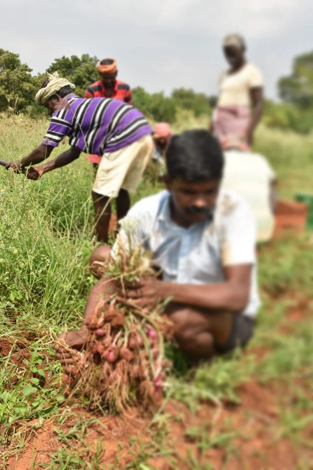 இயற்கை முறையில் சின்ன வெங்காயச் சாகுபடி