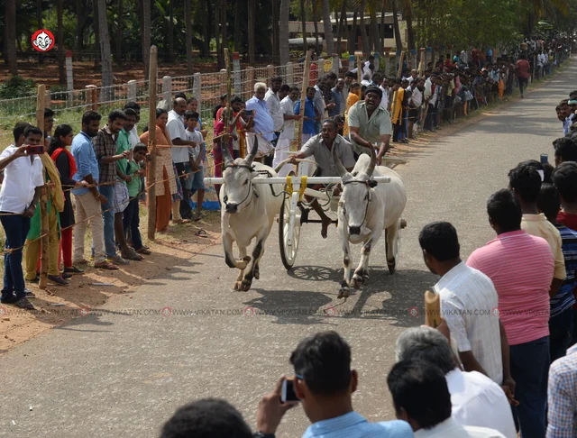 ரேக்ளா பந்தயம்