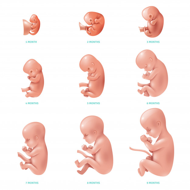 சிசு வளர்ச்சி