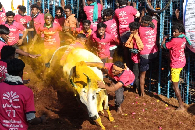 அவனியாபுரம் ஜல்லிக்கட்டு