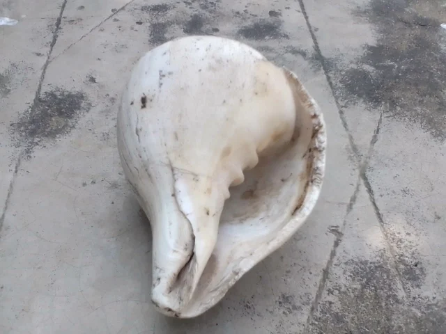 சங்கு