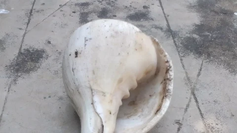 சங்கு