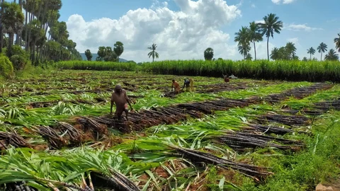 அறுவடை செய்யாமல் கிடக்கும் கரும்புகள்