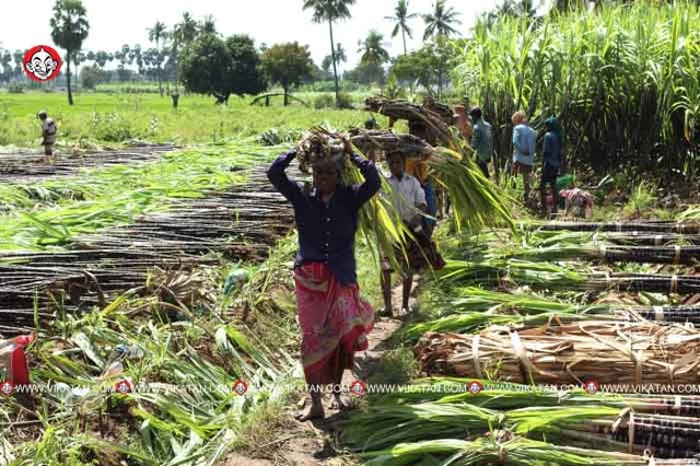 கருங்கரும்பு