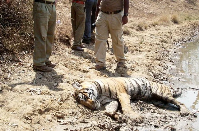 புலிகள் இறப்பு