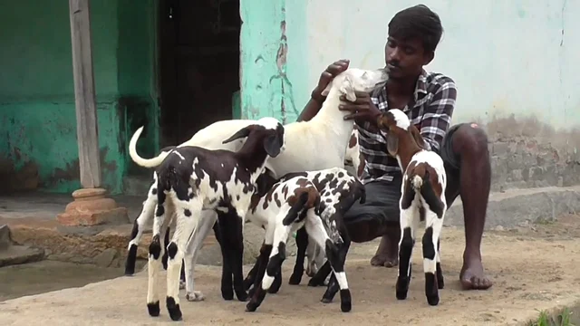 நாய், ஆட்டுக் குட்டிகளுடன் காசி
