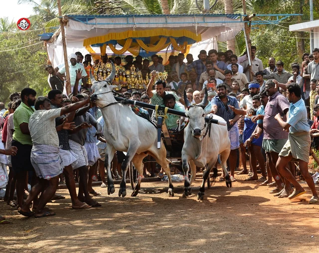 ரேக்ளா பந்தயம்