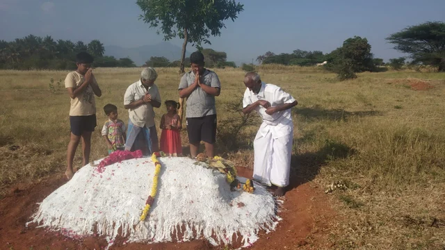 மாயாவு காளை