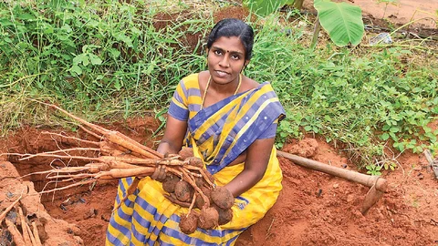 பால்தங்கம்