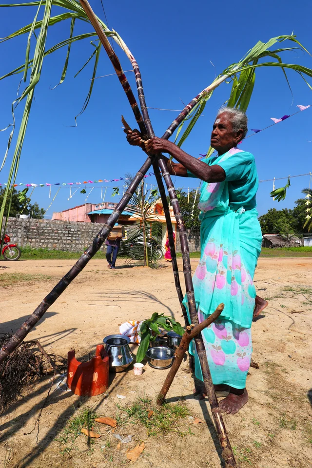 தமிழன் திருநாள்... தலைநிமிர்ந்து கரும்பு கட்டும் வயதான பெண்மணி